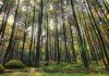 4 Spot Foto Terkenal di Hutan Pinus Imogiri Hutan Pinus Imogiri