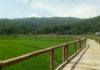 Persawahan Sukorame, Spot Foto Instagramable di Mangunan Dlingo Wisata Sawah Sukorame