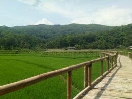 Persawahan Sukorame, Spot Foto Instagramable di Mangunan Dlingo Wisata Sawah Sukorame